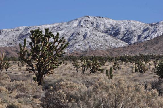 Vegetação que aguenta os rigores do frio e do deserto em Mojave, na Califórnia, nos Estados Unidos